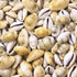 1 kg bulk shells - yellow money cowrie shells